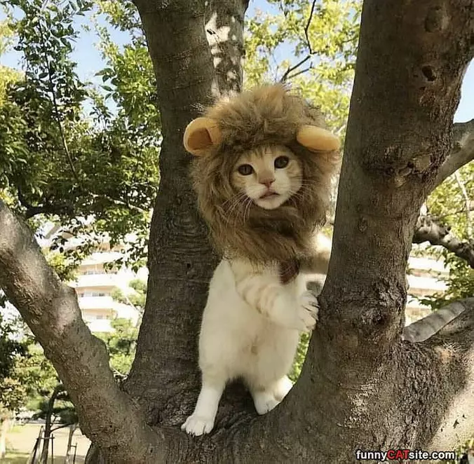 I Am The Floating Cat