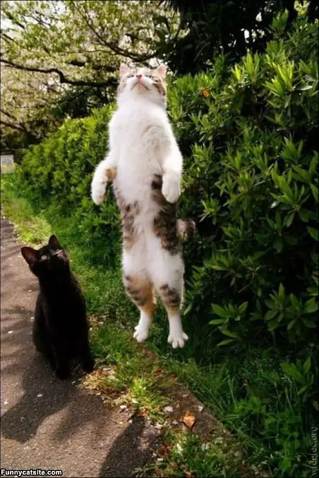 Jumping Jumping