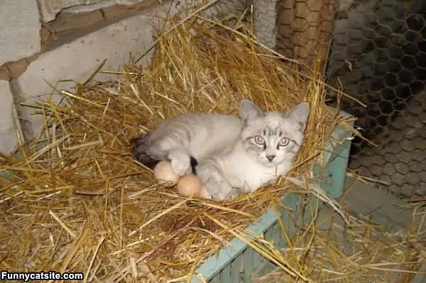 Warming The Eggs