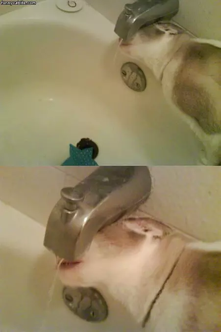 Smokey-in-the-tub