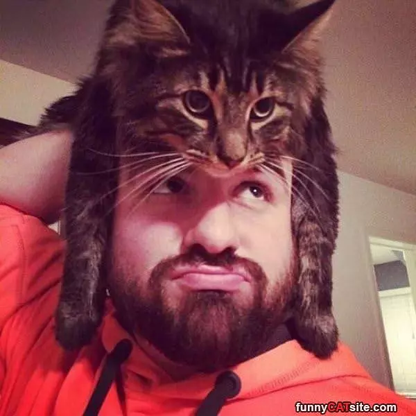 I Have A Cat Hat