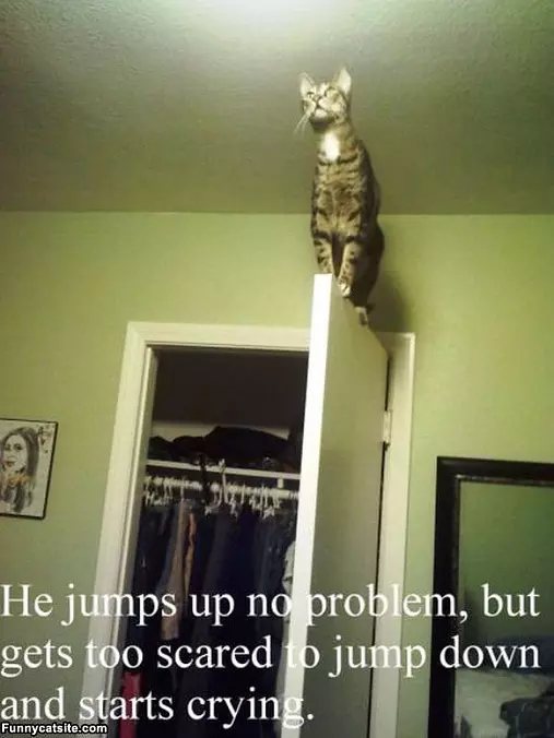 Scaredy Cat
