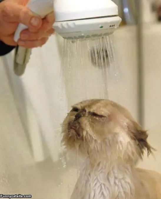 Wash Me Human