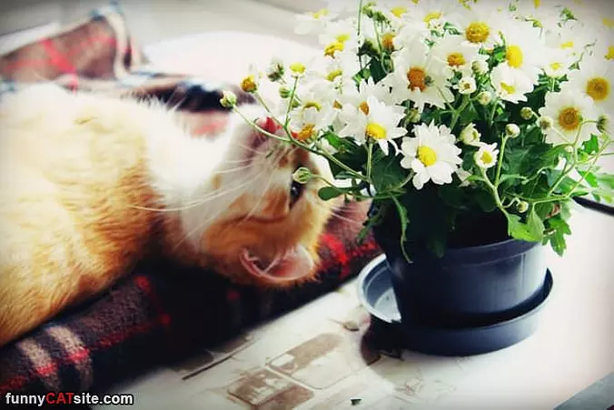 Me Loves Flowers