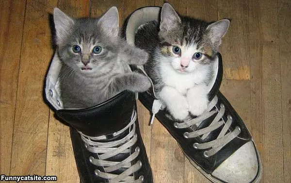 Kitten Sneakers