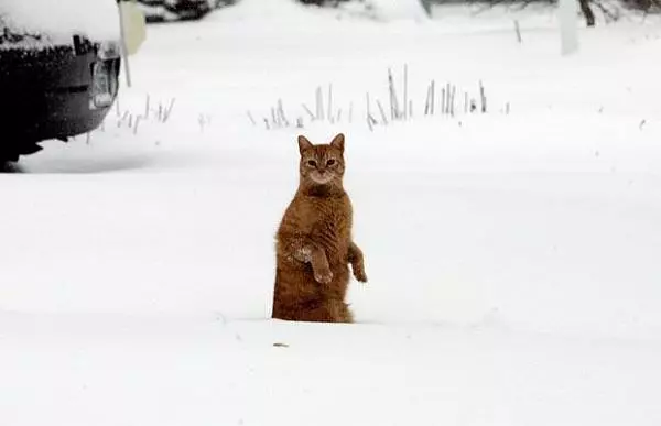 Snow Time