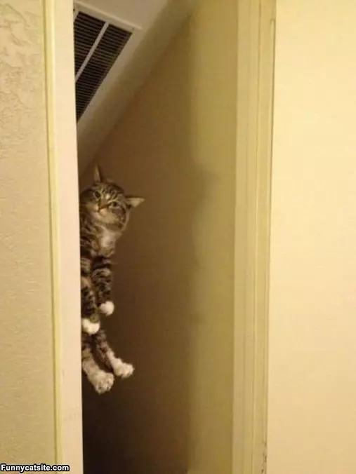 Oh Yea I See You