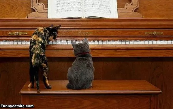 Learning To Play