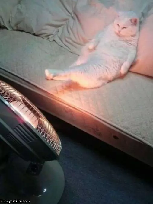 Love Staying Warm Cat