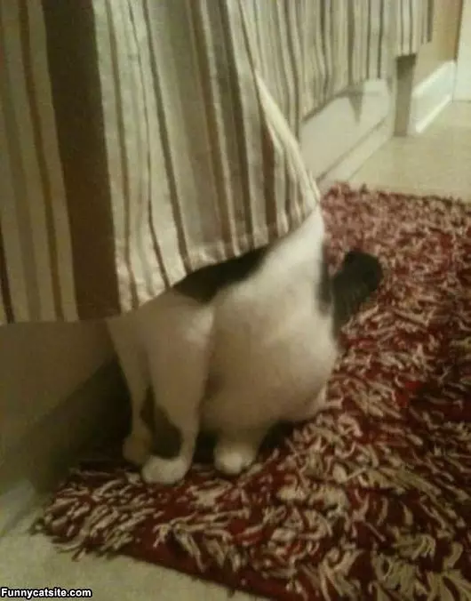 Hide And Seek Cat