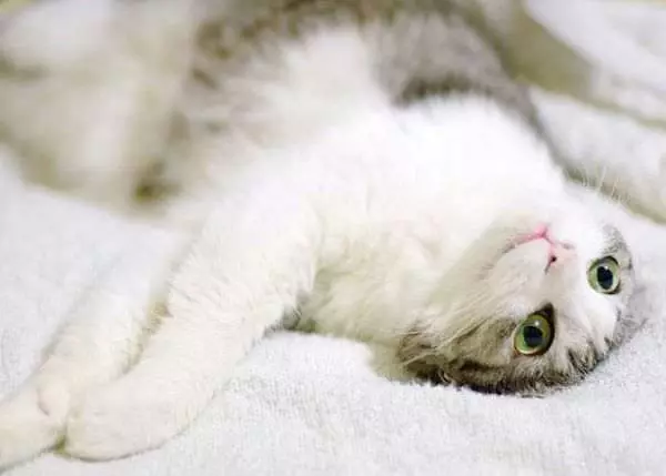 Cool Green Eyes