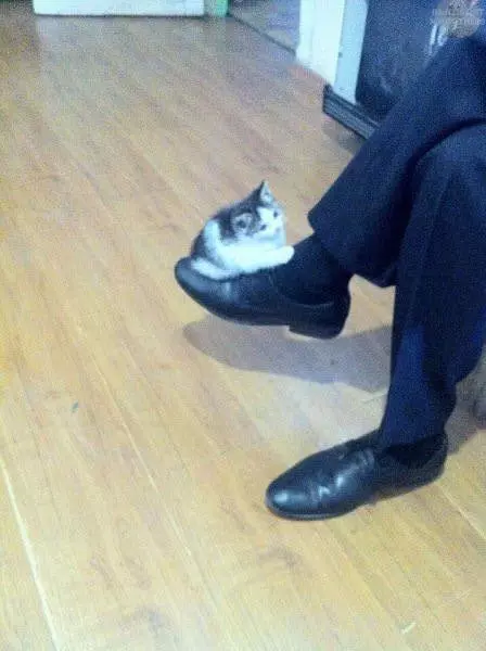 Balancing A Kitty