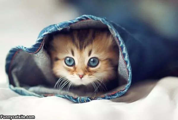 Kitty In The Jeans