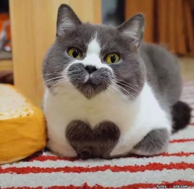 Heart Kitty