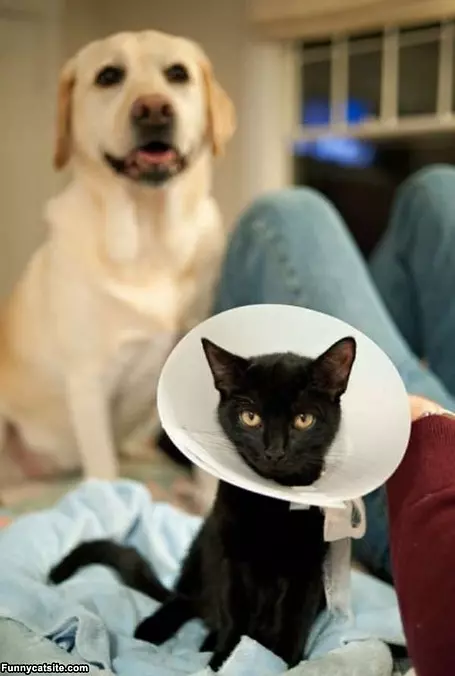 Stupid Cone