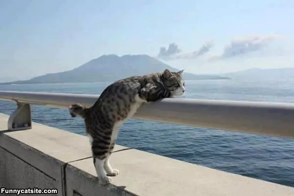 Looking Out