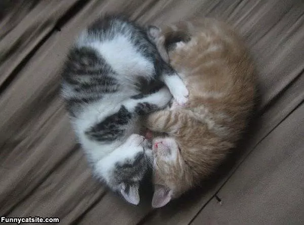 Heart Shaped