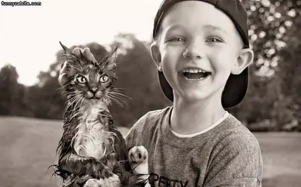 Wet Cat