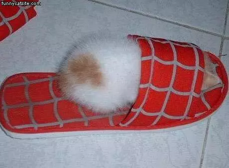 Kitten In Slipper