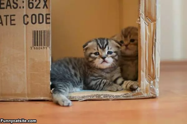 This Is Our Fort