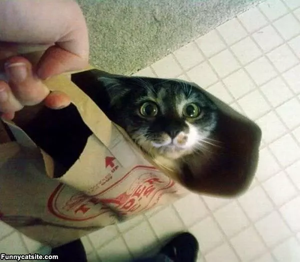 Cats In Teh Bag