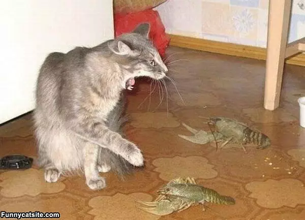 Lobsters