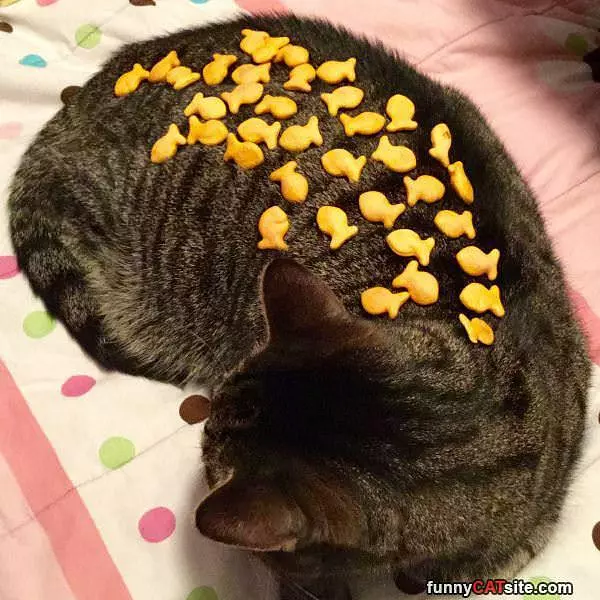 Goldfish