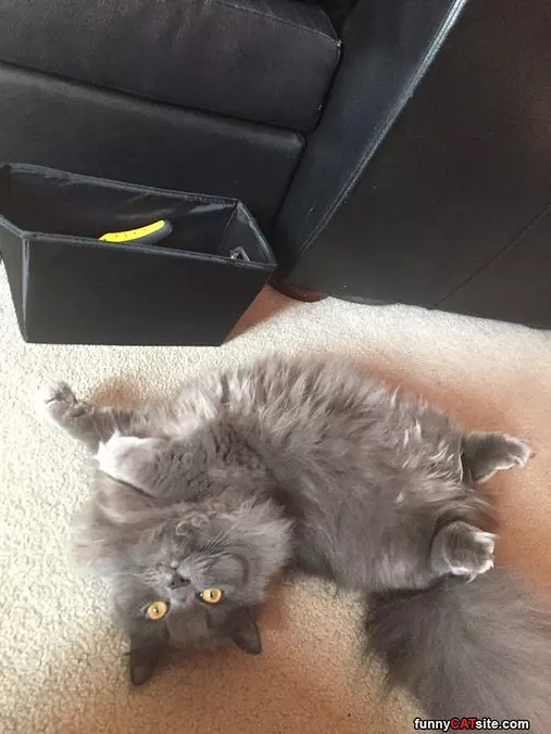 I Am So Fluffy