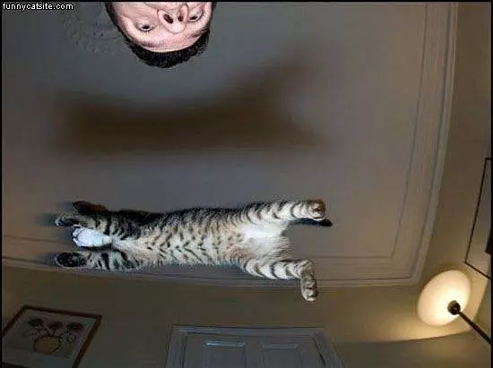 Flying Cat