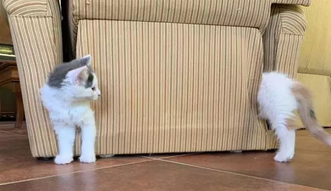 Long Cat