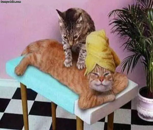 Cat Massage