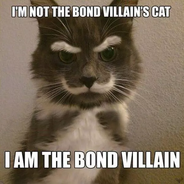 Villain Cat