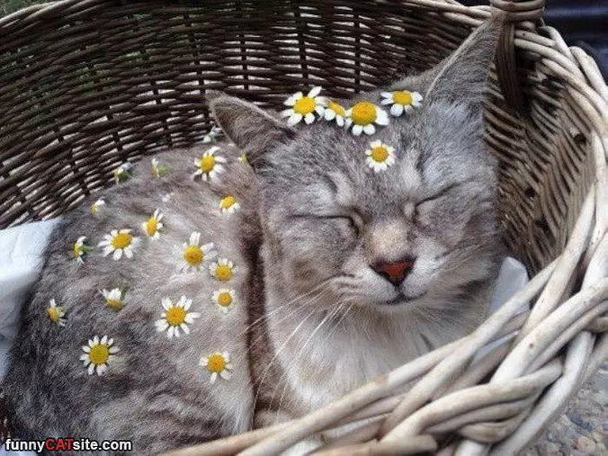 Flower Power
