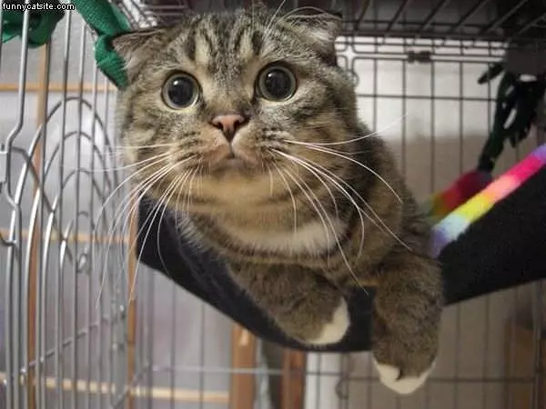 Whatd You Say