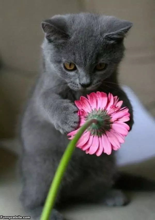 I Like Dis Flower