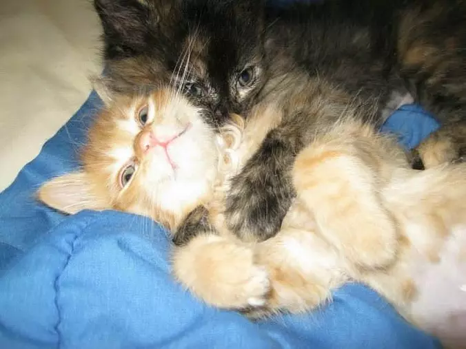 Cuddle Buddies