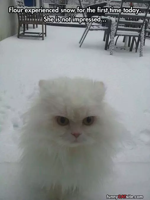 Not Impressed