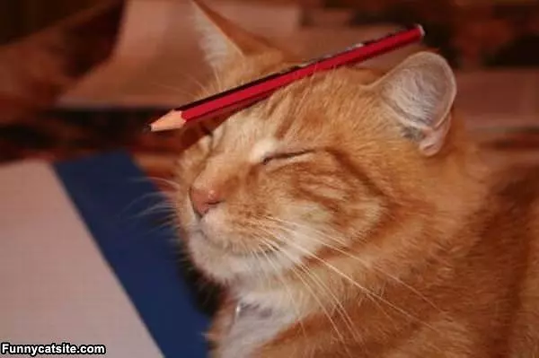 Pencil Head