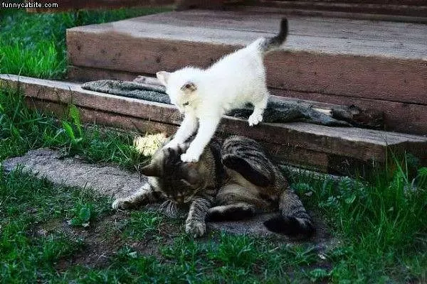 Lets Fight