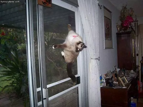 Cat Hangs On Screen
