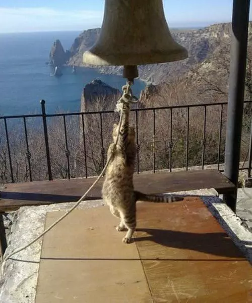 Ring That Bell