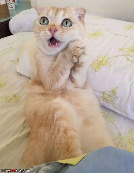 Who Meeeee
