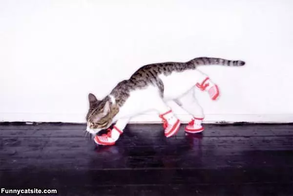 Cat Got His Boots On