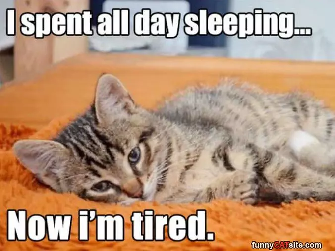 Spent All Day Sleeping