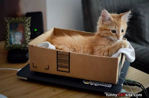 I Had My Box