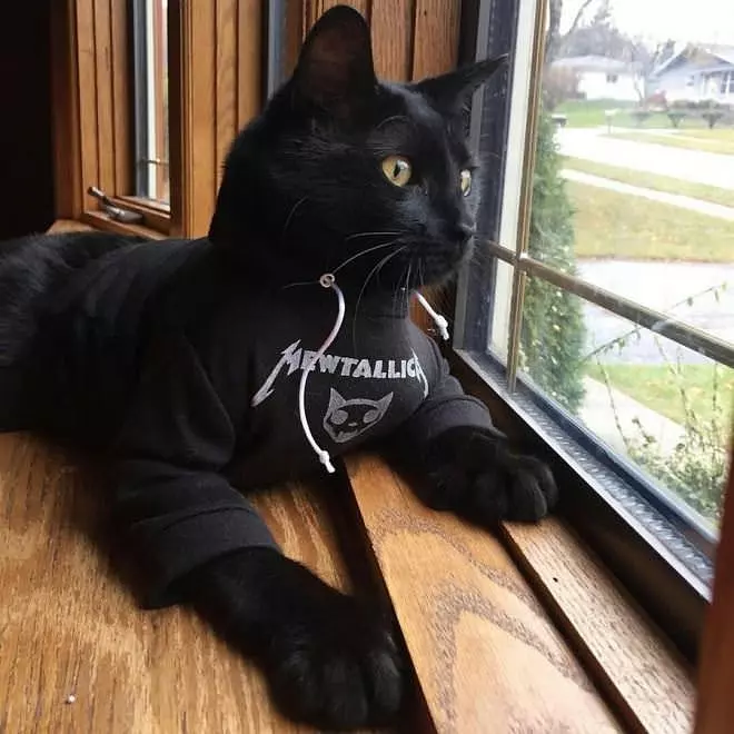 Meowtalicca