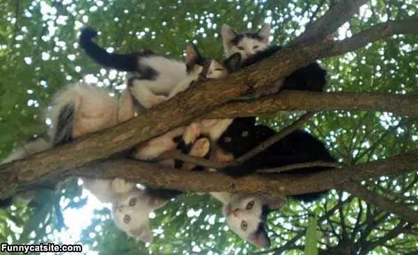 We Love Trees