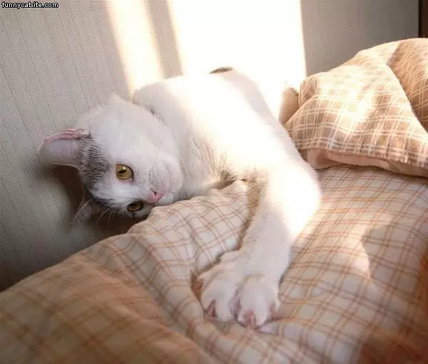 Attacking The Blanket
