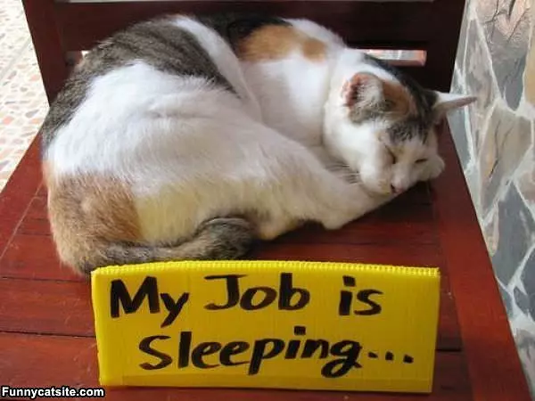 This Cats Job