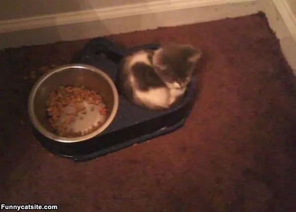 Sleeping By My Food